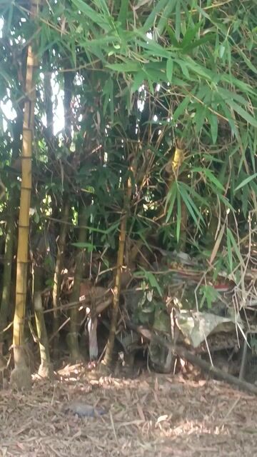 Cây cảnh Tre tự nhiên Vàng trang trí. Mua bán Cây cảnh, đồ trang trí tại Quận Cẩm Lệ Đà Nẵng được đăng bởi linh hình 1
