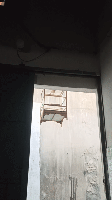 Chim cảnh màu Nâu Gỗ. Mua bán Chim tại Quận 12 Tp Hồ Chí Minh được đăng bởi Khổng tước  hình 1