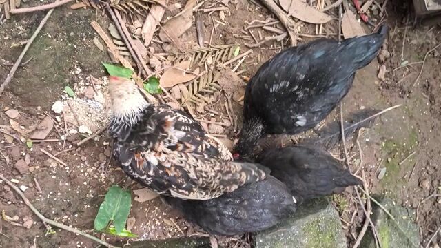 Gà tre trống mái 3 tháng. Mua bán Gà tại Huyện Thường Tín Hà Nội được đăng bởi Nguyễn Thắng hình 1