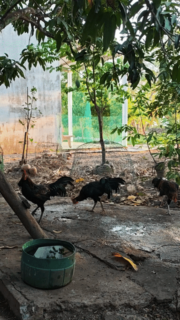 Gà trống tơ 6 tháng tuổi. Mua bán Gà tại Thành phố Cà Mau Cà Mau được đăng bởi Ti Ni hình 1