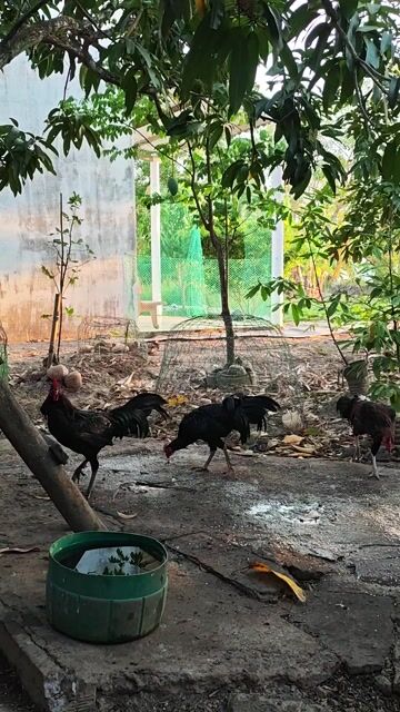 Gà trống tơ 6 tháng tuổi. Mua bán Gà tại Thành phố Cà Mau Cà Mau được đăng bởi Ti Ni hình 1