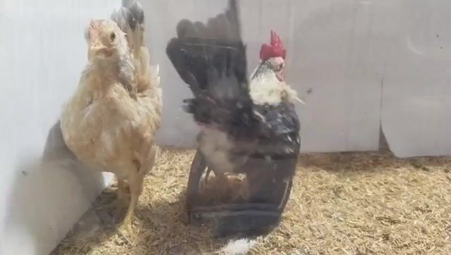 CẶP GÀ SERAMA TRỐNG ĐIỀU XÁM MÁI ĐIỀU BÔNG 27. Mua bán Gà tại Quận 8 Tp Hồ Chí Minh được đăng bởi THUẬN PHÁT SERAMA hình 1