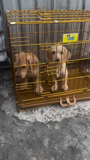 Chó Dachshund đực cái. Mua bán Chó tại Quận Tân Bình Tp Hồ Chí Minh được đăng bởi hưng hình 1