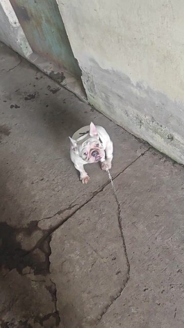 Chó Bull Pháp cái 15 tháng. Mua bán Chó tại Quận Cái Răng Cần Thơ được đăng bởi trâm hình 1