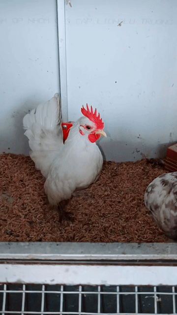 serama. Mua bán Gà tại Huyện Long Hồ Vĩnh Long được đăng bởi Trương Hoàng Phương hình 1