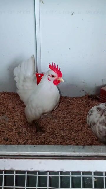serama. Mua bán Gà tại Huyện Long Hồ Vĩnh Long được đăng bởi Trương Hoàng Phương hình 1