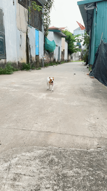 Chó Phốc cái 5 tháng Trắng nâu. Mua bán Chó tại Huyện Thường Tín Hà Nội được đăng bởi Nguyễn Quang Minh hình 1