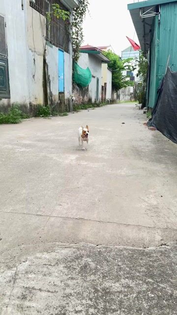 Chó Phốc cái 5 tháng Trắng nâu. Mua bán Chó tại Huyện Thường Tín Hà Nội được đăng bởi Nguyễn Quang Minh hình 1