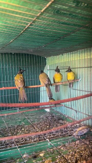 Chim chào mào núi Vàng Đen. Mua bán Chim tại Thành phố Buôn Ma Thuột Đắk Lắk được đăng bởi Chim Cảnh Sinh Thảo Đaklak  hình 1
