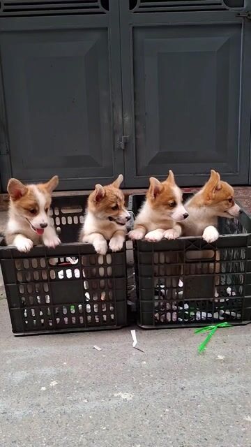 BẠN ƠI ! Ở ĐÂY CÓ CÚN XINH ĐẤY Ạ . Mua bán Chó tại Quận Đống Đa Hà Nội được đăng bởi Tùng Lâm corgi hình 1
