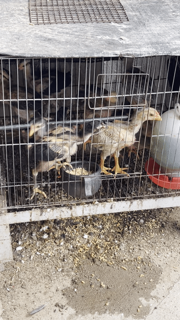 gà chọi. Mua bán Gà tại Huyện Hòa Thành Tây Ninh được đăng bởi Truong  Chi Hung hình 1