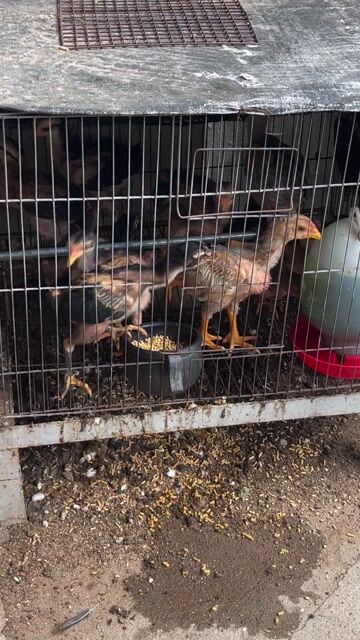 gà chọi. Mua bán Gà tại Huyện Hòa Thành Tây Ninh được đăng bởi Truong  Chi Hung hình 1