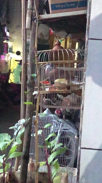 Bán Chim cu gáy thái bông trắng. Mua bán Chim tại Huyện Thống Nhất Đồng Nai được đăng bởi Tuấn hình 1