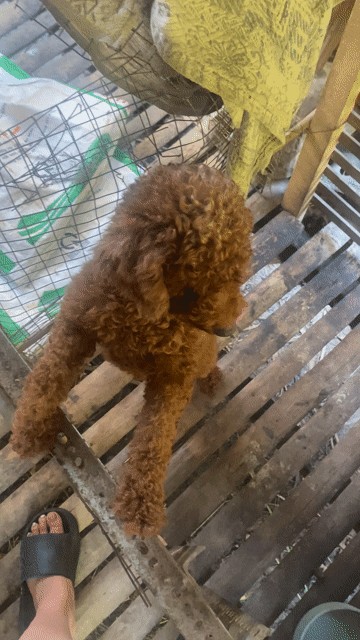 Chó Poodle Thuần Chủng Size Toy. Mua bán Chó tại Quận Gò Vấp Tp Hồ Chí Minh được đăng bởi Đào Xuân hình 1