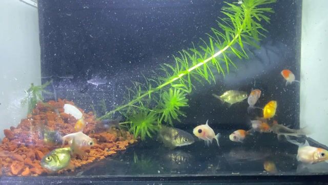 Cá Ranchu Oranda Mini nhiều màu. Mua bán Thú cưng khác tại Huyện Bắc Tân Uyên Bình Dương được đăng bởi Xuân Lê hình 1