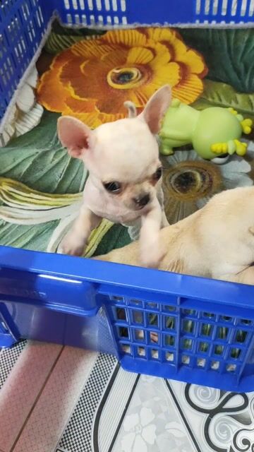 Chó Chihuahua Trắng kem Đực Cái. Mua bán Chó tại Quận Bình Thạnh Tp Hồ Chí Minh được đăng bởi Thanh hình 1