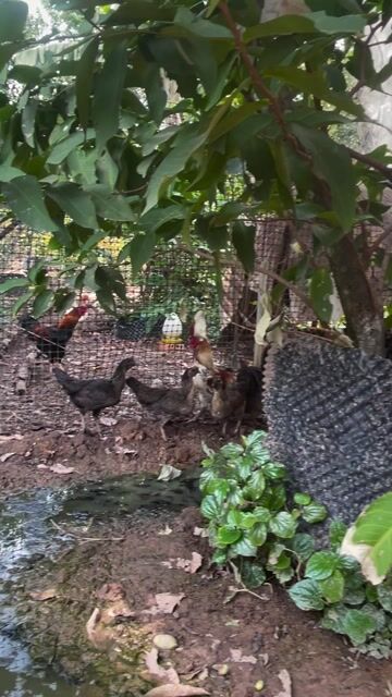 Gà Hmong cả trống và mái. Mua bán Gà tại Thị xã Bến Cát Bình Dương được đăng bởi Quang hình 1