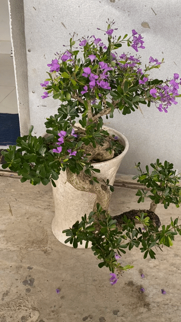 Cây cảnh Linh sam Đổ treo. Mua bán Cây cảnh, đồ trang trí tại Thành phố Huế Thừa Thiên Huế được đăng bởi Dieu Quang Cây hình 1