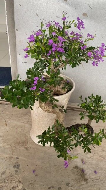 Cây cảnh Linh sam Đổ treo. Mua bán Cây cảnh, đồ trang trí tại Thành phố Huế Thừa Thiên Huế được đăng bởi Dieu Quang Cây hình 1