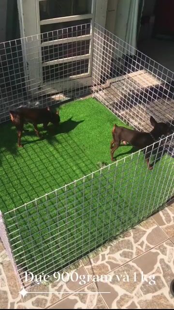Phối giống phốc hưou siêu mini bao đậu. Mua bán Chó tại Quận Bình Tân Tp Hồ Chí Minh được đăng bởi A mạnh hình 1