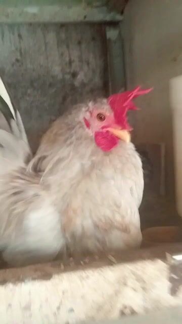 Gà trống Sema đực 8 tháng. Mua bán Gà tại Thành phố Sóc Trăng Sóc Trăng được đăng bởi hải p3 hình 1