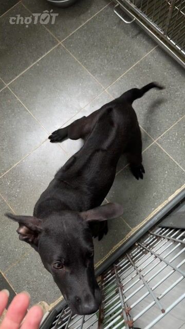Chó Phú Quốc Đen phong thuỷ. Mua bán Chó tại Quận 12 Tp Hồ Chí Minh được đăng bởi QB SHOP PETS hình 1