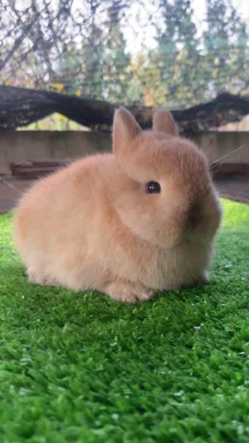 Thỏ Hà Lan lùn thuần. Mua bán Thú cưng khác tại Quận 8 Tp Hồ Chí Minh được đăng bởi Tam Pham hình 1