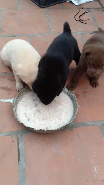 mông cộc. Mua bán Chó tại Huyện Mê Linh Hà Nội được đăng bởi tuân hình 1