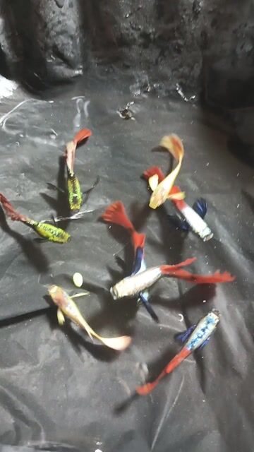 Cá bảy màu 8 cặp nhiều màu. Mua bán Thú cưng khác tại Quận Bình Thạnh Tp Hồ Chí Minh được đăng bởi cá thủy sinh  hình 1