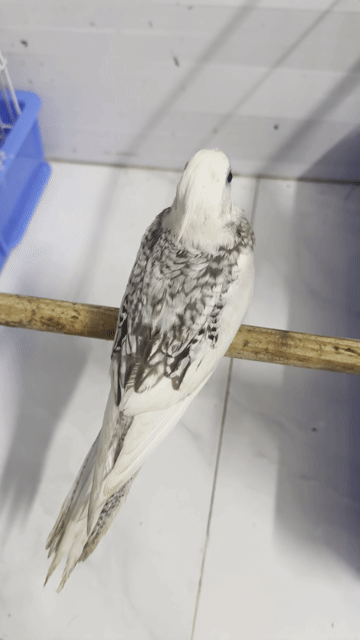 Vẹt Cockatiel Lutino pearl pied. Mua bán Chim tại Quận Bình Thạnh Tp Hồ Chí Minh được đăng bởi Mẫn Bo hình 1