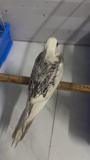 Vẹt Cockatiel Lutino pearl pied. Mua bán Chim tại Quận Bình Thạnh Tp Hồ Chí Minh được đăng bởi Mẫn Bo hình 1