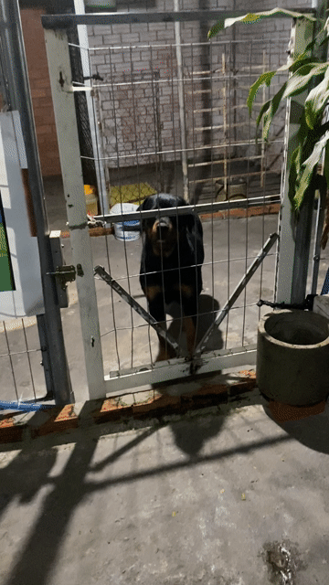 Chó Rottweiler cái đen vàng 2 tuổi đã tiêm. Mua bán Chó tại Huyện Gò Dầu Tây Ninh được đăng bởi Trần Nguyễn Chánh Hưng  hình 1