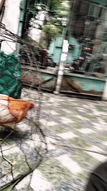 Khét Sữa Asil Cuban . Mua bán Gà tại Quận 8 Tp Hồ Chí Minh được đăng bởi trí hình 1