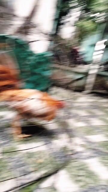 Khét Sữa Asil Cuban . Mua bán Gà tại Quận 8 Tp Hồ Chí Minh được đăng bởi trí hình 1