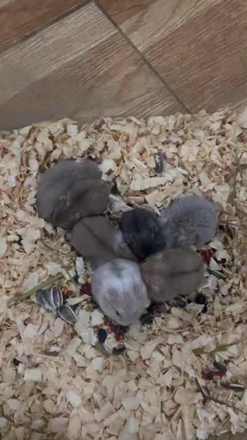 Hamster Da nang đa màu sắc ú nu. Mua bán Thú cưng khác tại Quận Cẩm Lệ Đà Nẵng được đăng bởi Nơ Hamster Shop hình 1