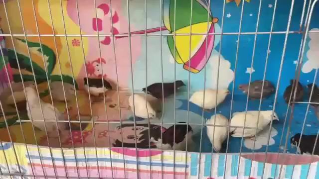 Gà Rutin. Mua bán Gà tại Quận Nam Từ Liêm Hà Nội được đăng bởi Phan Thị Quỳnh Ho hình 1