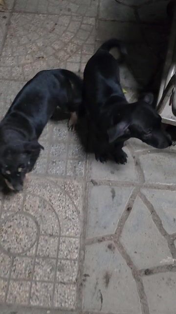 Chó con nhà nuôi. Mua bán Chó tại Huyện Nhà Bè Tp Hồ Chí Minh được đăng bởi Nguyễn Thị Vân hình 1