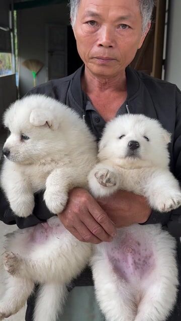 Chó Samoyed trắng con đã tiêm. Mua bán Chó tại Quận Hoàng Mai Hà Nội được đăng bởi cậu bé yêu cún hình 1