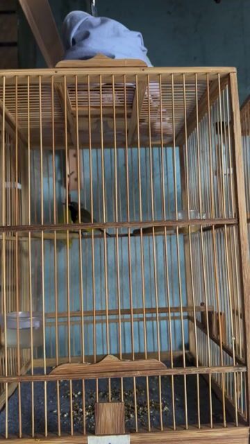 hút mật 5m bụng vàng. Mua bán Chim tại Quận 12 Tp Hồ Chí Minh được đăng bởi Hiếu Nguyễn hình 1
