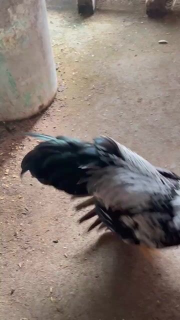 Chuối Gấm trạng 6l44 tầm 20 21 tháng. Mua bán Gà tại Thành phố Rạch Giá Kiên Giang được đăng bởi Mỹ Miều hình 1