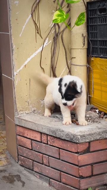 Chó Gấu Bắc Hà Tam Nhãn Cầu Màu Lông Tam Thể . Mua bán Chó tại Quận Gò Vấp Tp Hồ Chí Minh được đăng bởi Shop SH Và Chó Cộc Sài Gòn hình 1