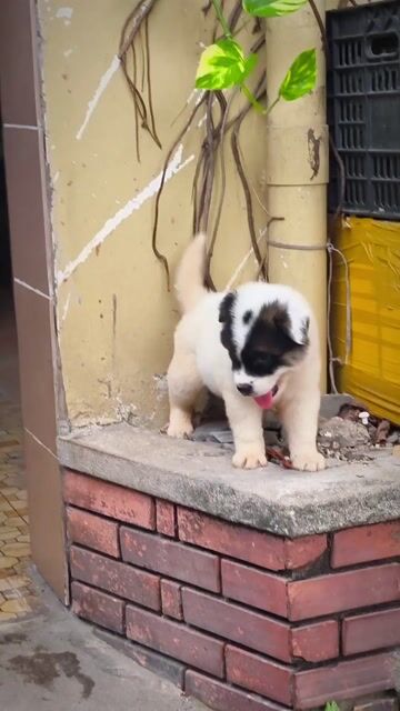 Chó Gấu Bắc Hà Tam Nhãn Cầu Màu Lông Tam Thể . Mua bán Chó tại Quận Gò Vấp Tp Hồ Chí Minh được đăng bởi Shop SH Và Chó Cộc Sài Gòn hình 1