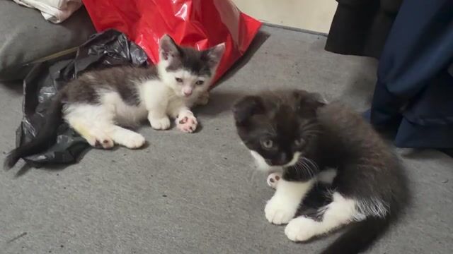 Mèo Munchkin lùn sát. Mua bán Mèo tại Quận 5 Tp Hồ Chí Minh được đăng bởi Huỳnh hình 1