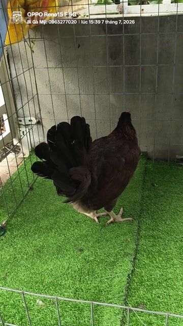 Gà nòi Mỹ Kelso Điều 2.2kg chân trắng. Mua bán Gà tại Huyện Châu Phú An Giang được đăng bởi Bi Gà Mỹ  hình 1