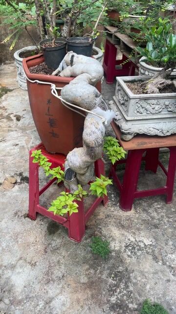 Giấy mỹ đổ