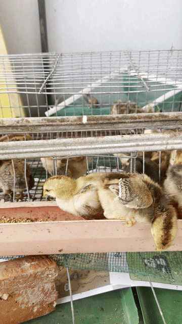 Gà con 2 lạng. Mua bán Gà tại Quận Hải Châu Đà Nẵng được đăng bởi Satya Fish hình 1
