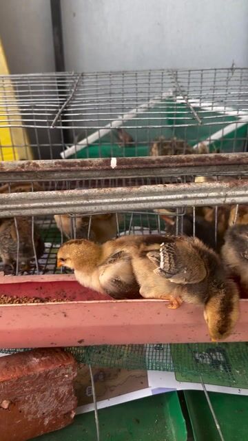 Gà con 2 lạng. Mua bán Gà tại Quận Hải Châu Đà Nẵng được đăng bởi Satya Fish hình 1