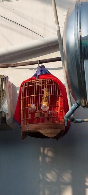 Chim cảnh trống hơn 6 tháng. Mua bán Chim tại Huyện Bình Chánh Tp Hồ Chí Minh được đăng bởi Lai Ga Tre hình 1