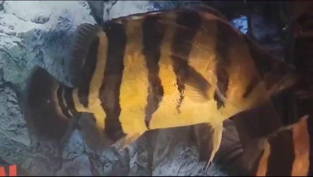 Cá Hổ Sumatra. Mua bán Thú cưng khác tại Huyện Quế Võ Bắc Ninh được đăng bởi Phạm Cao Kỳ hình 1