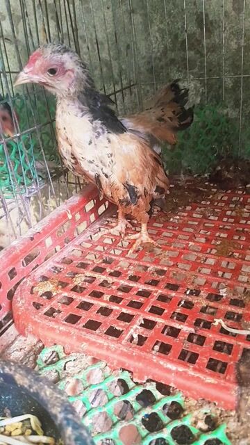 Gà Nâu Đen Trắng. Mua bán Gà tại Thành phố Vĩnh Long Vĩnh Long được đăng bởi vương hình 1